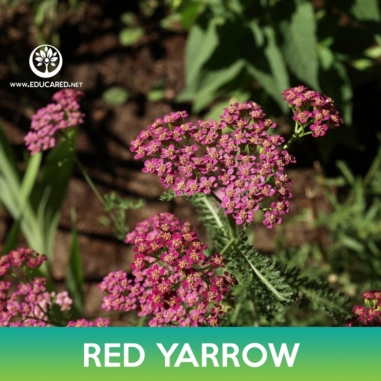 Red Yarrow Flower Seeds, Achillea millefolium rubra
