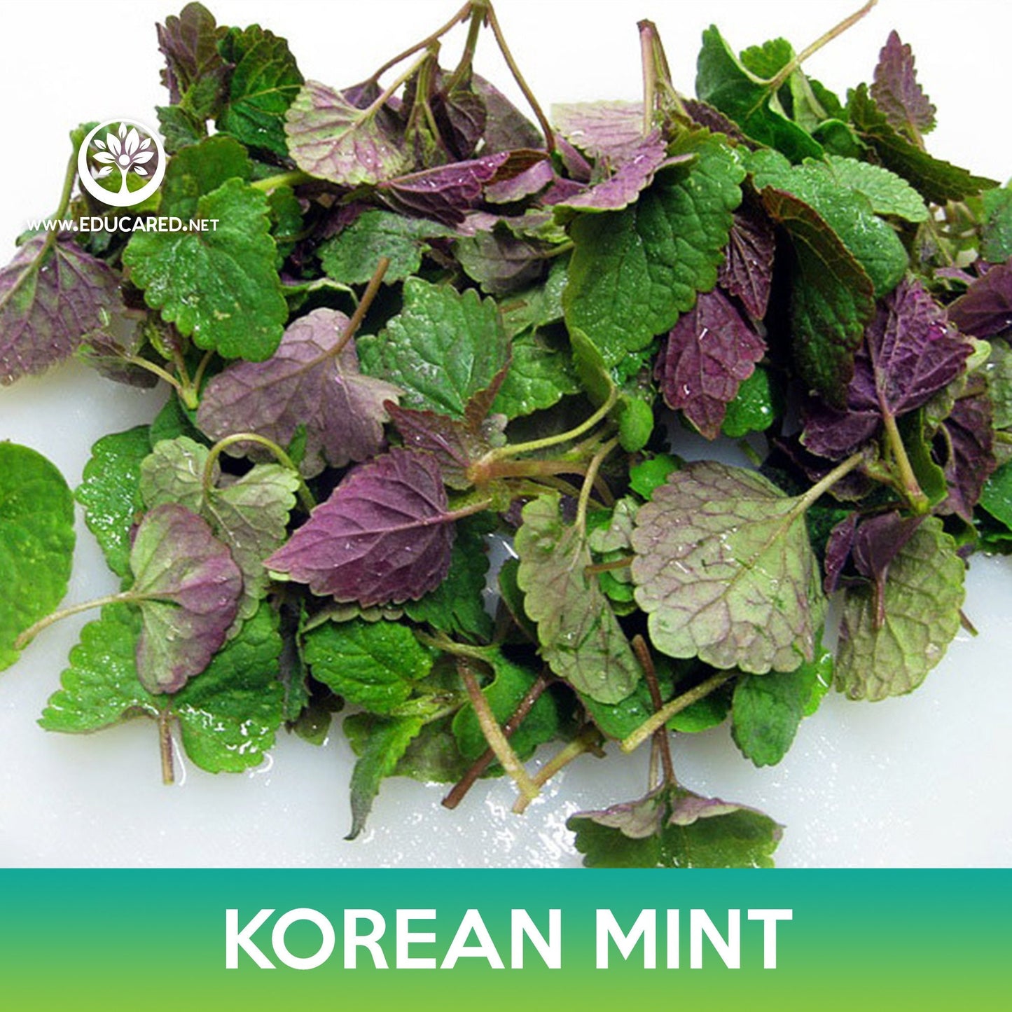 Korean Mint Seeds, Purple Giant Hyssop, Agastache rugosa