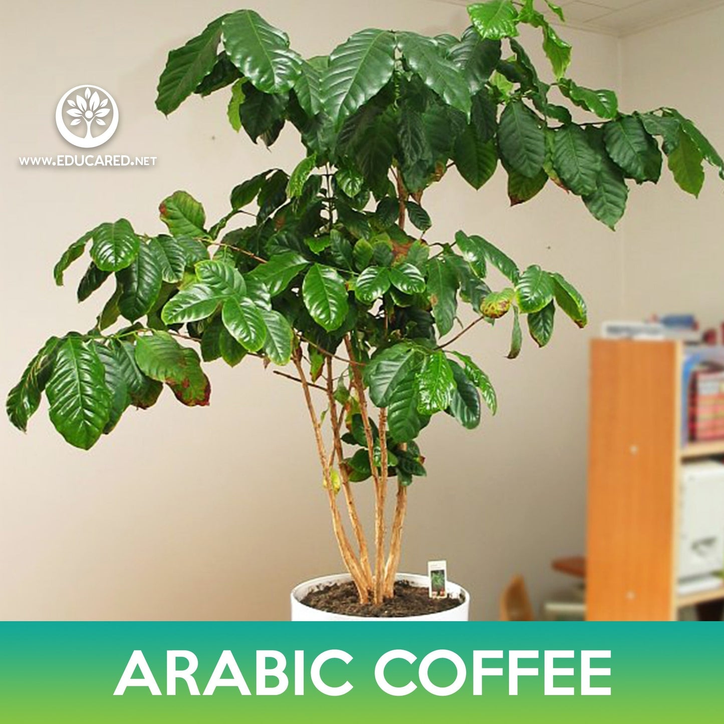 Arabic Coffee Tree Seeds