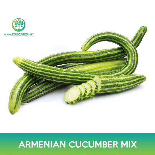 Armenian Cucumber Mix Seeds, Snake Cucumber
