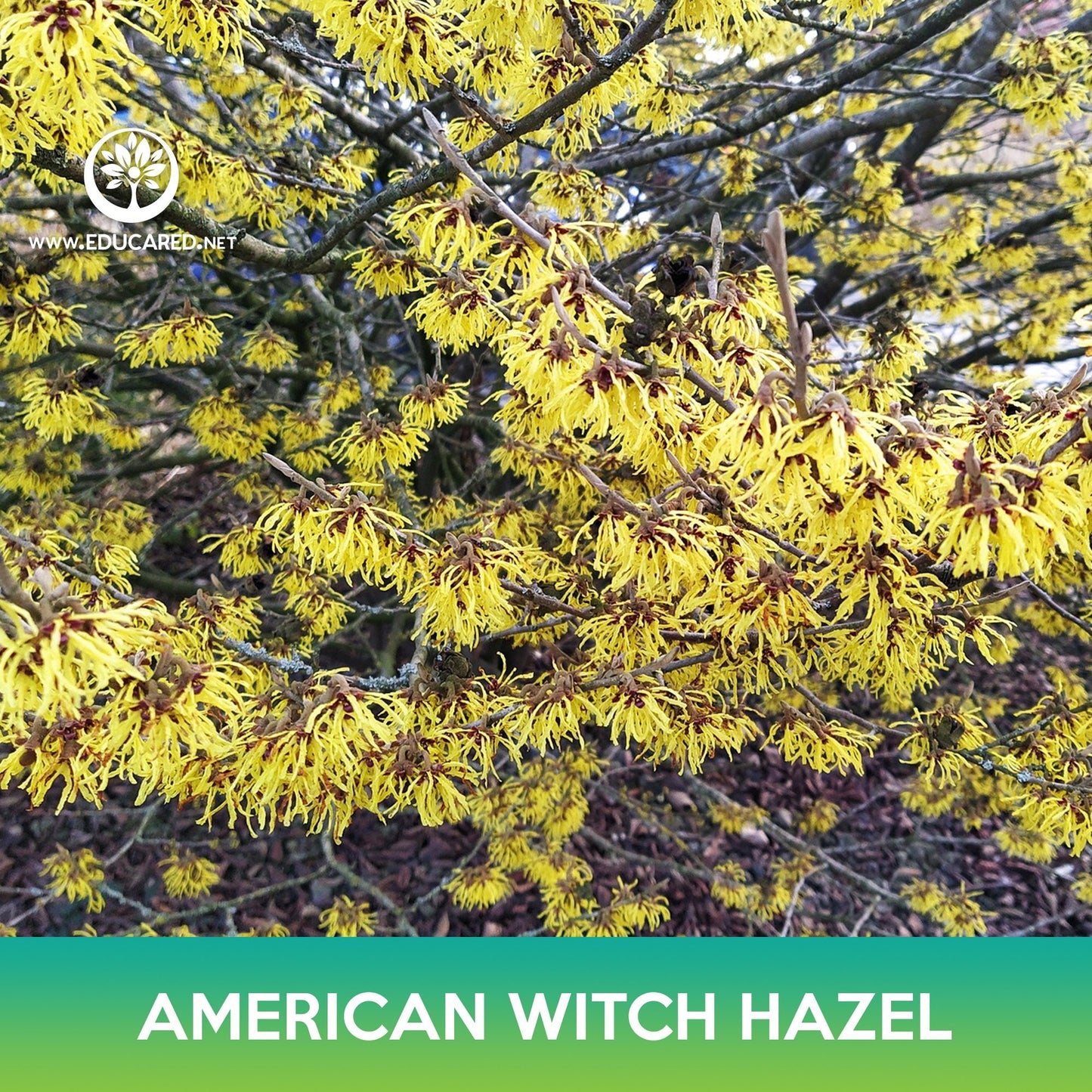 American Witch Hazel Tree Seeds Hamamelis Virginiana Fragrant Yellow american-witch-hazel-tree-seeds-hamamelis-virginiana-fragrant-yellow
