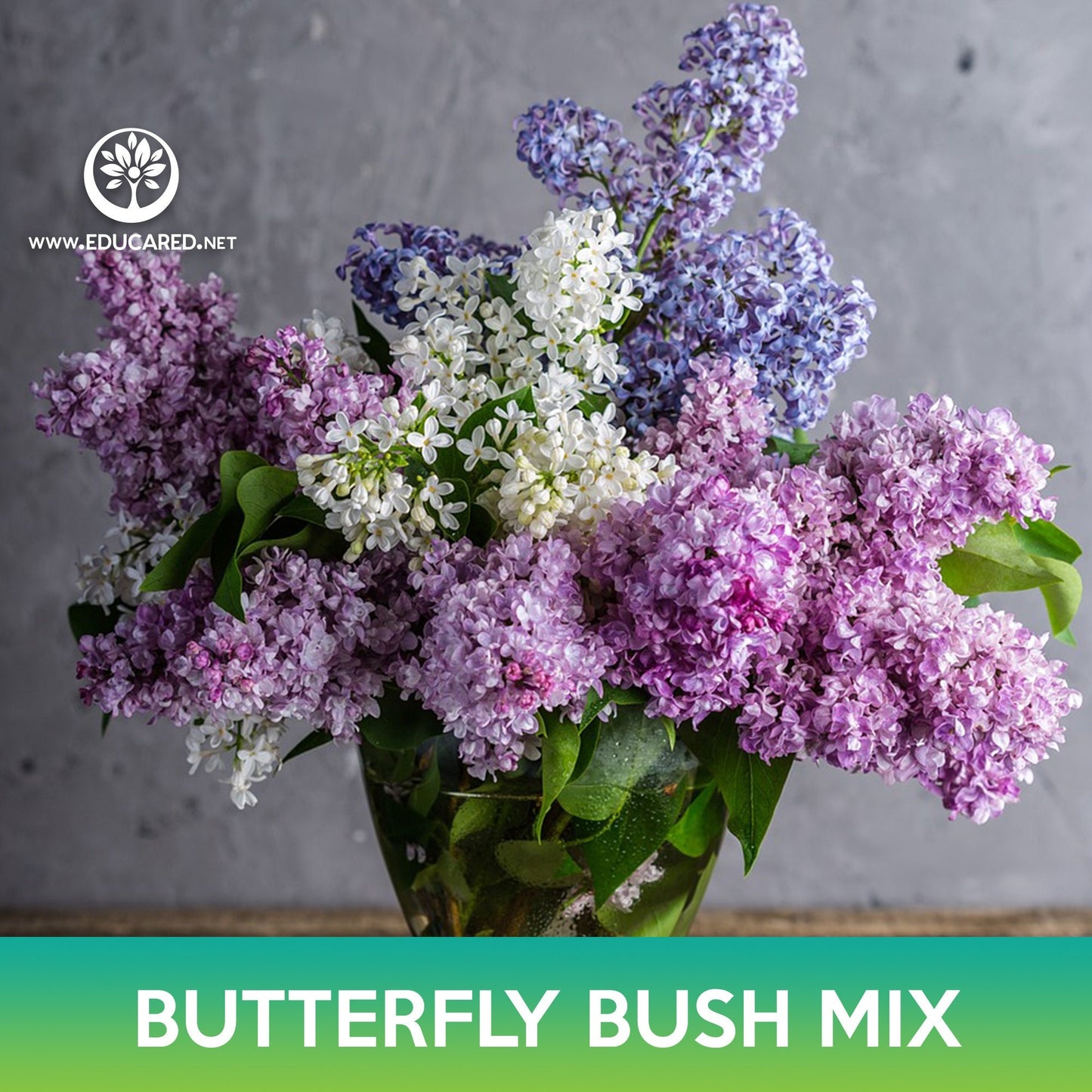 Butterfly Bush Mix Seeds, Summer Lilac
