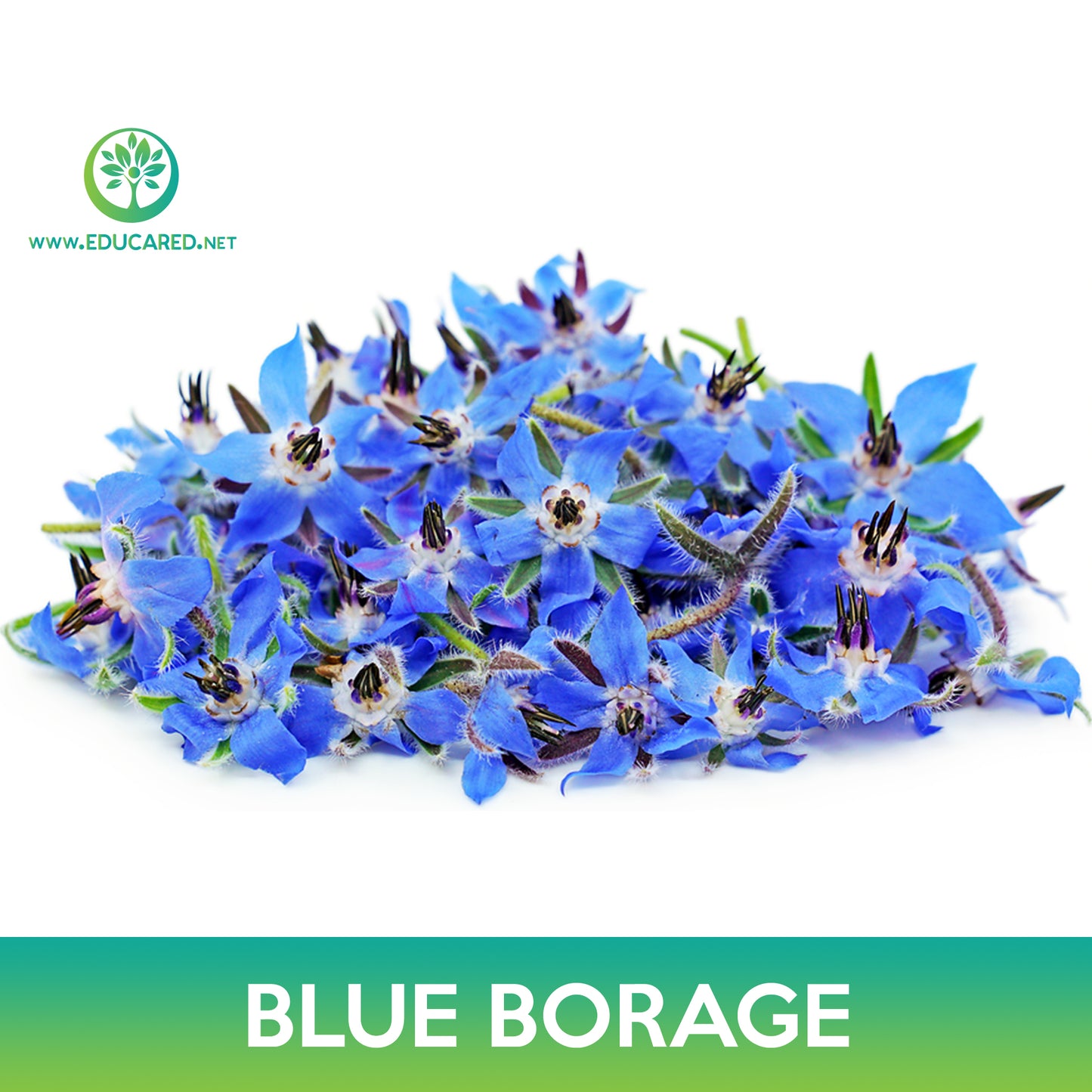 Blue Borage Seed, Borago Officinalis