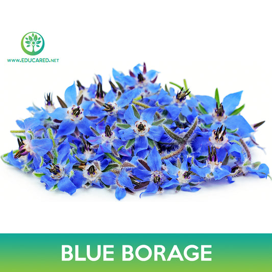 Blue Borage Seeds