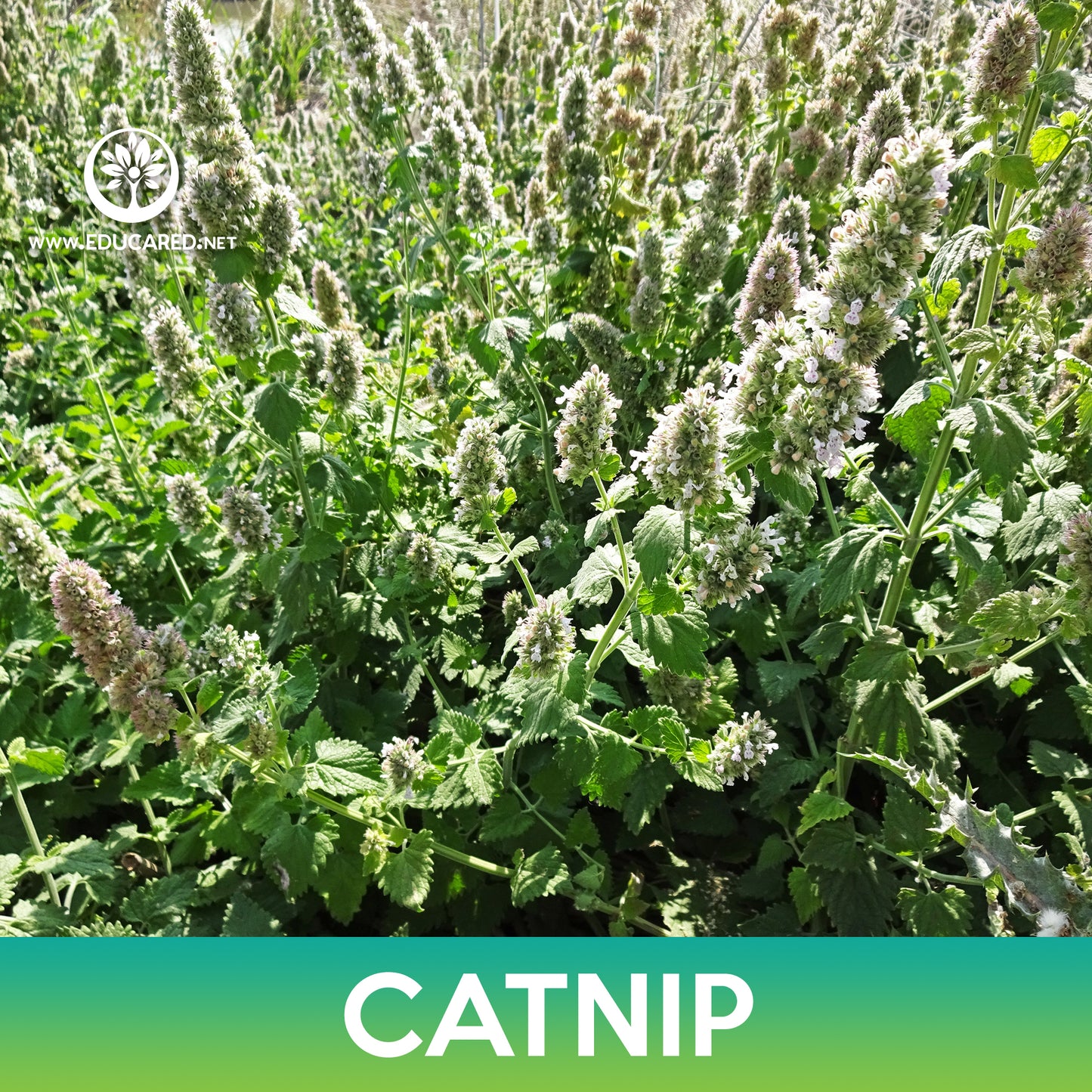 Catnip Seeds, Catmint