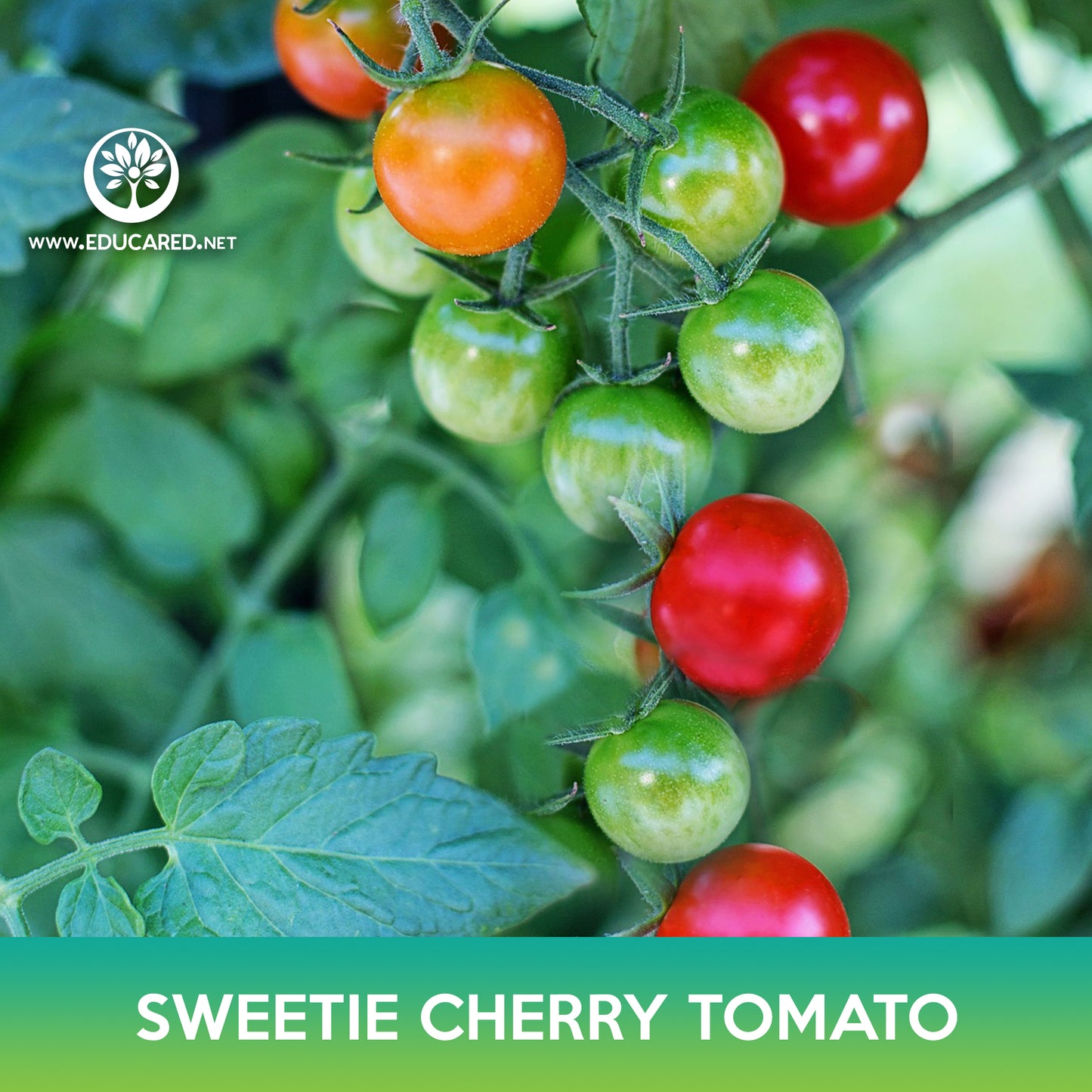 Sweetie Cherry Tomato Seeds