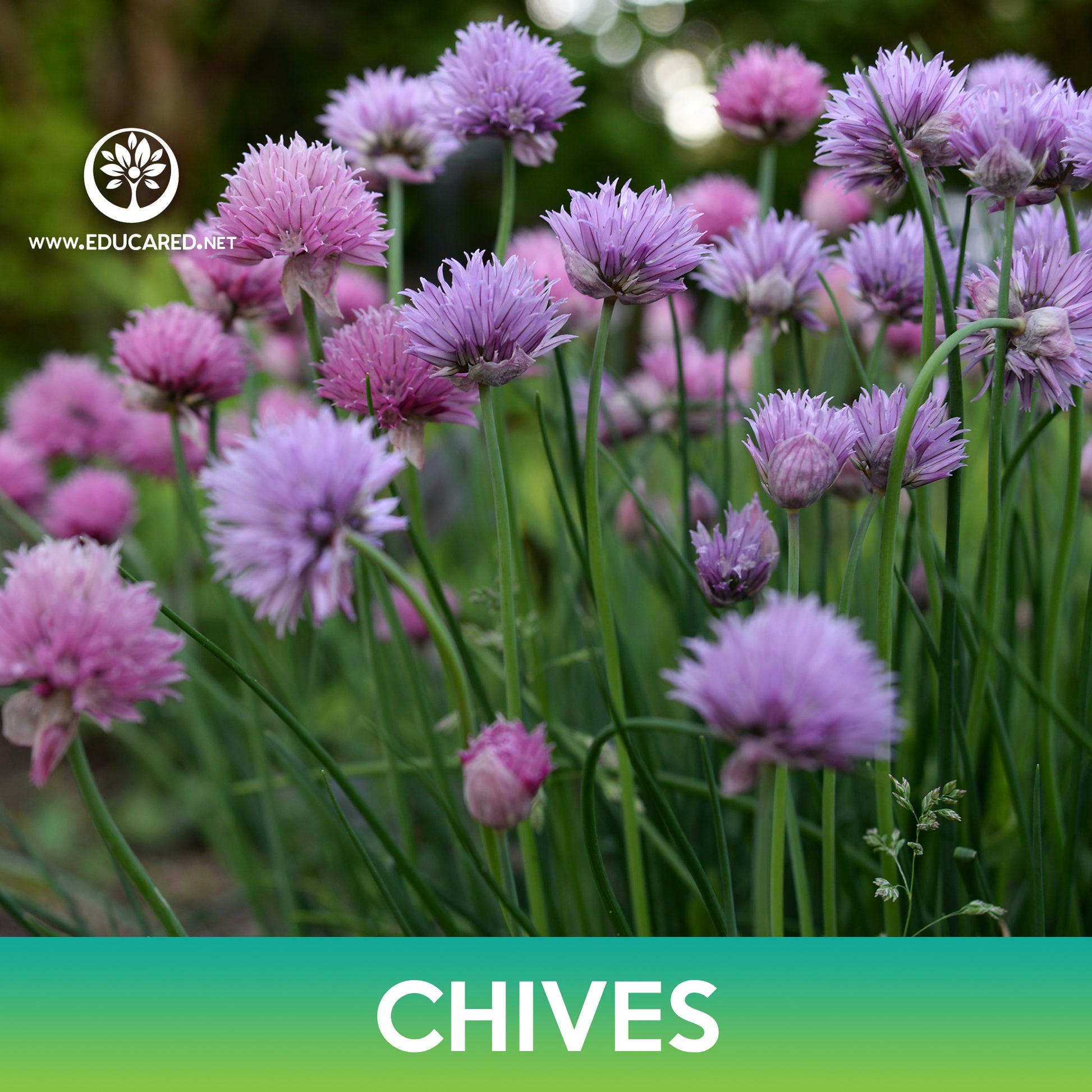 Common Chives Seeds – Educared
