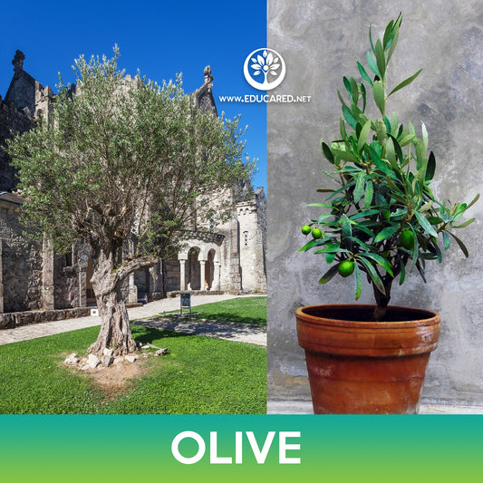 Olive Tree Seeds