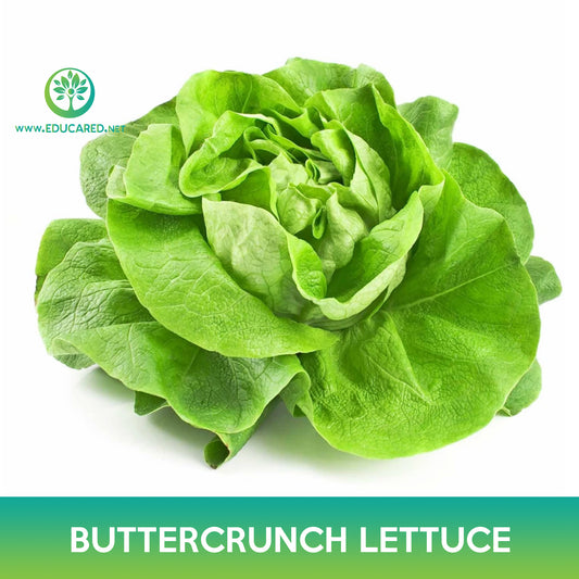 Buttercrunch Lettuce Seeds, Butterhead Lettuce