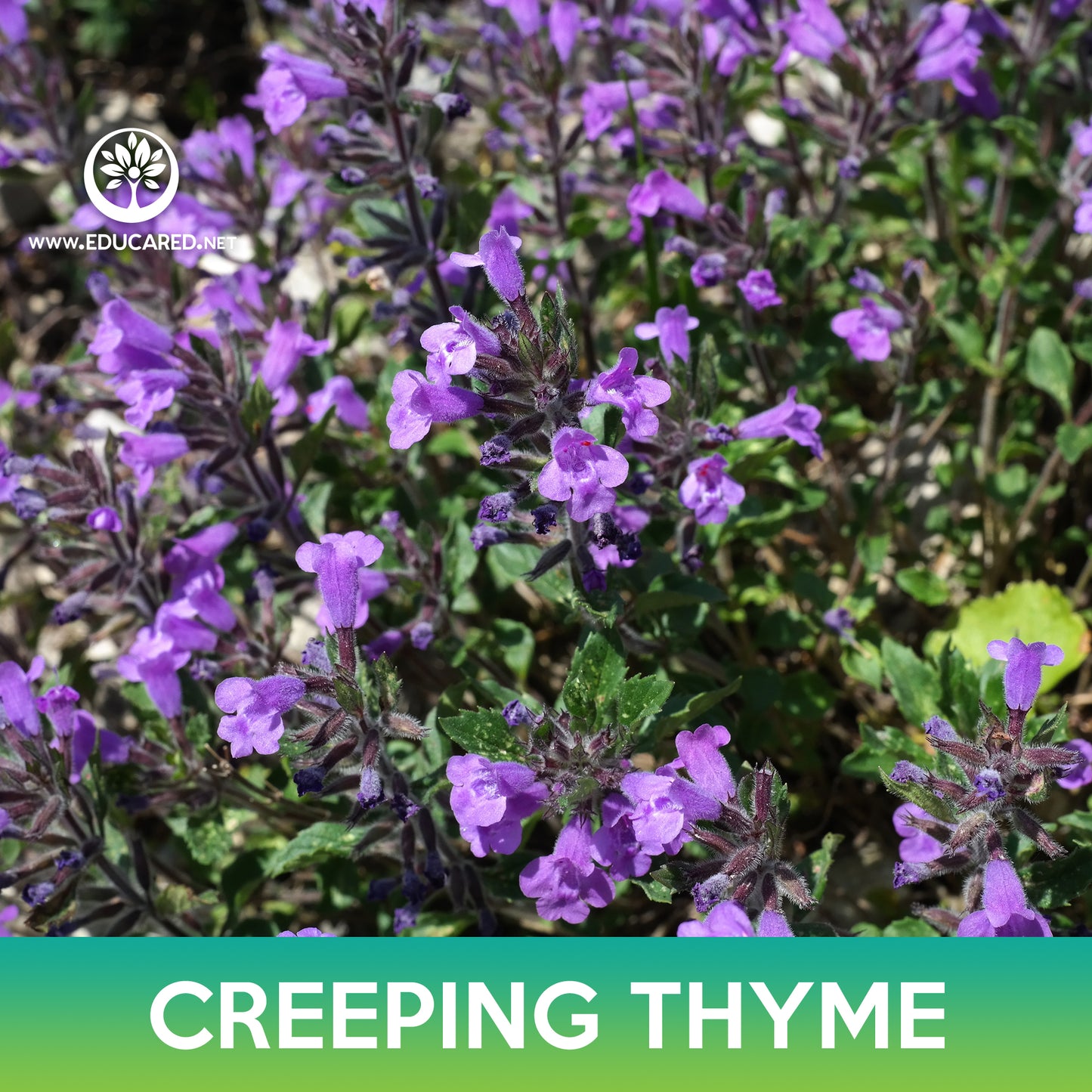 Creeping Thyme Seed, Wild Thyme, Thymus serpyllum
