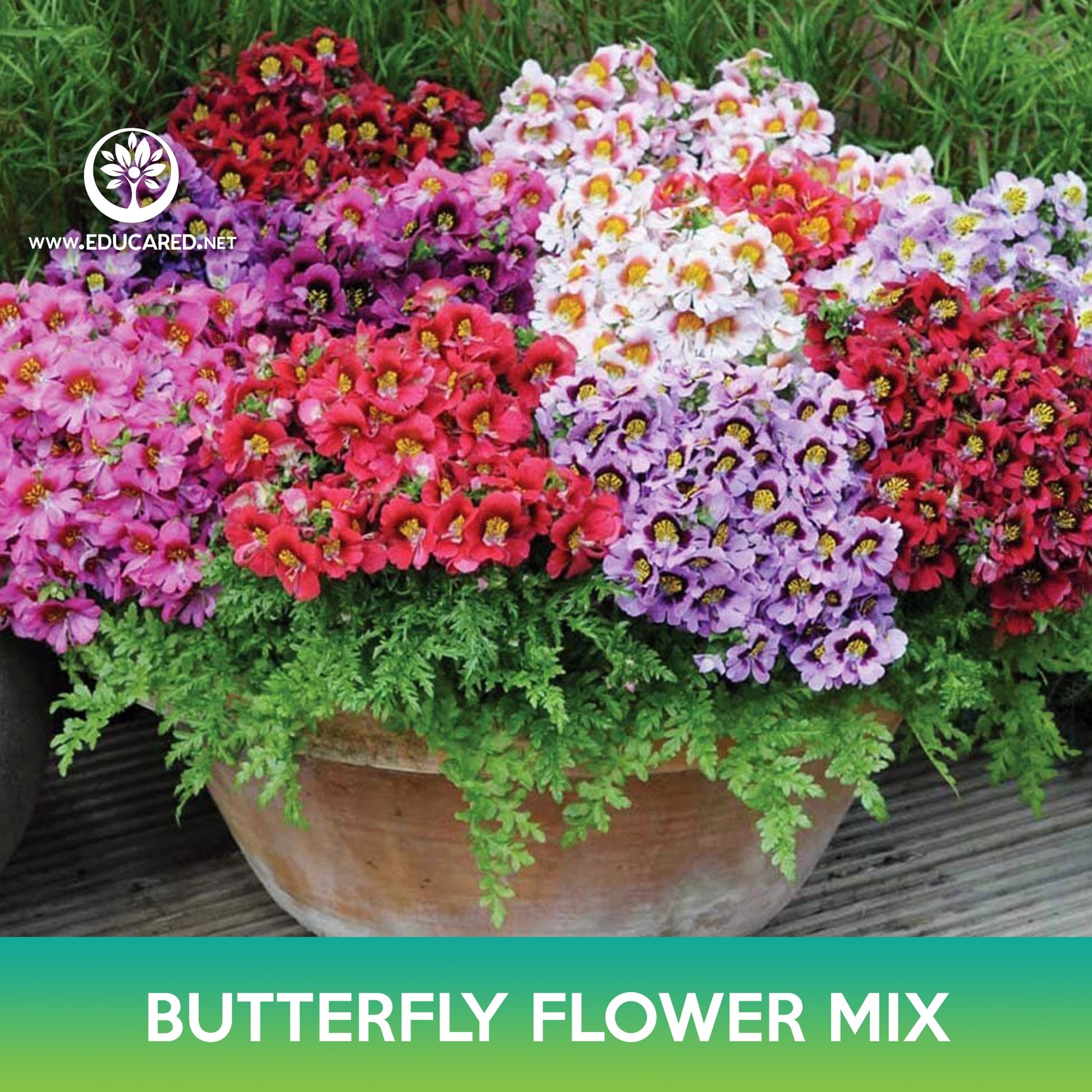butterfly flower seeds mix Butterfly Flower Mix Seeds, Angel's Wings, Farmer Orchid – Educared