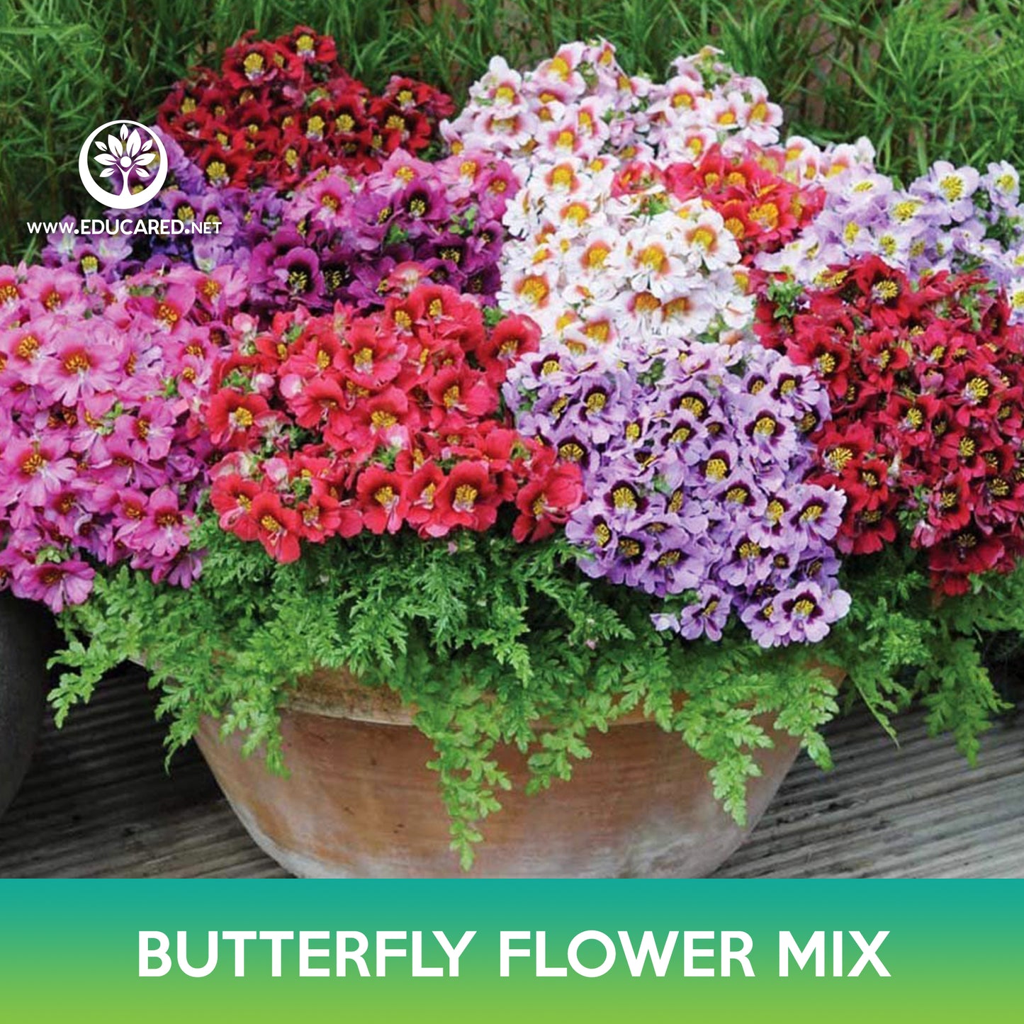 Butterfly Flower Mix Seeds, Angel's Wings, Farmer Orchid