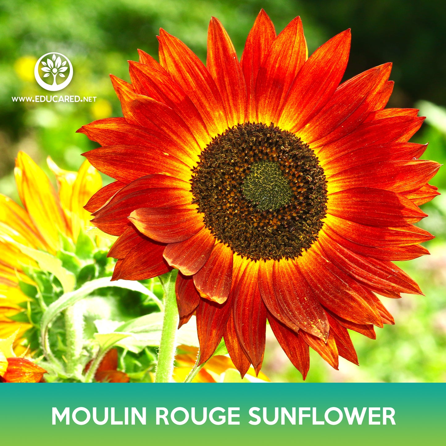 Moulin Rouge Sunflower Seed, Red Sunflower