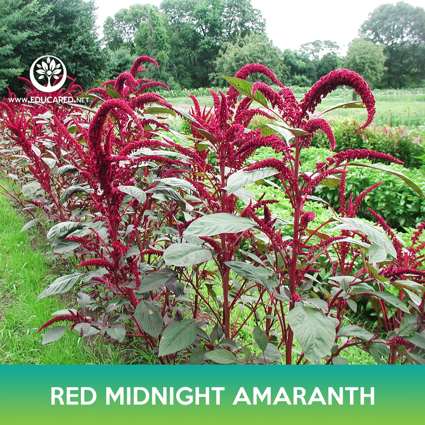 Red Midnight Amaranth Seeds, Amaranthus cruentus
