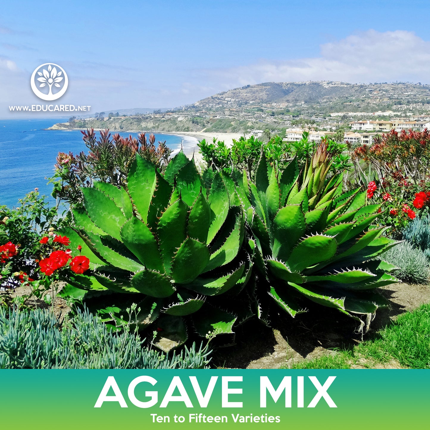 Agave Succulent Mix Seeds