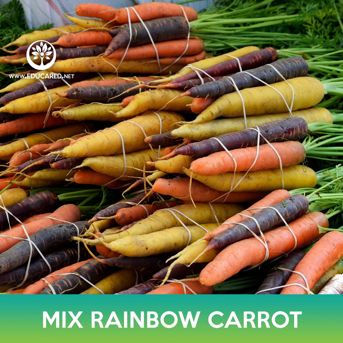 Rainbow Carrot Mix Seeds