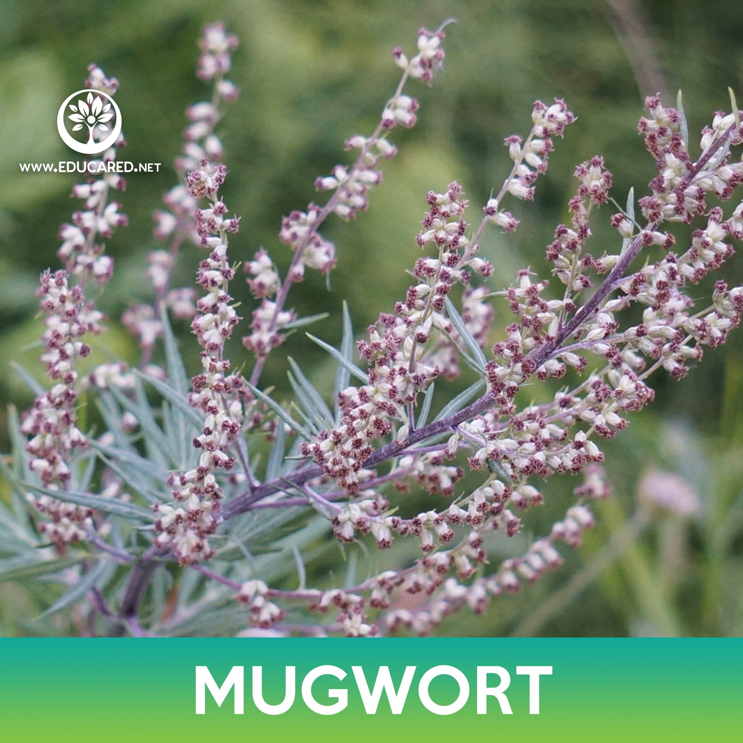 Mugwort Seeds, Wild Wormwood, Artemisia vulgaris