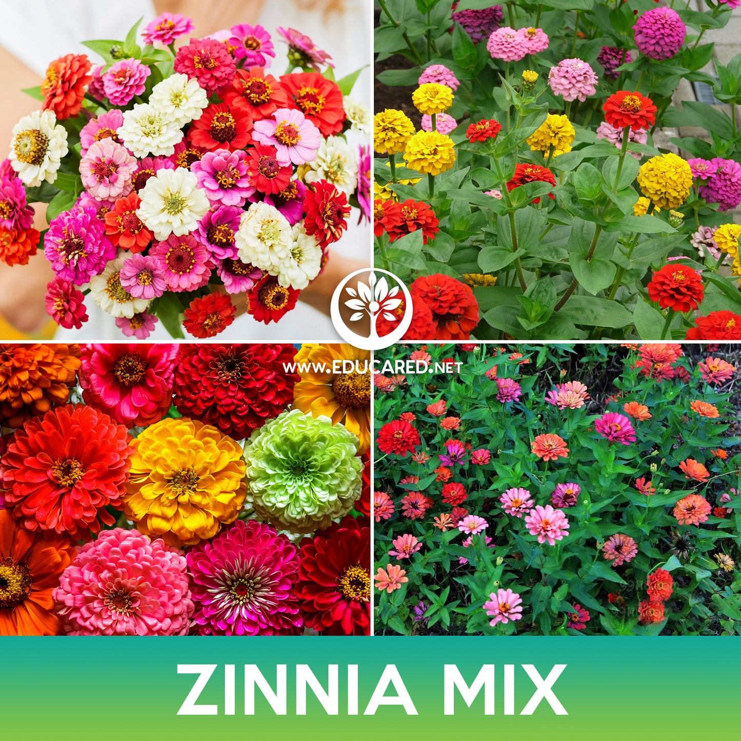 Zinnia Flower Mix Seeds