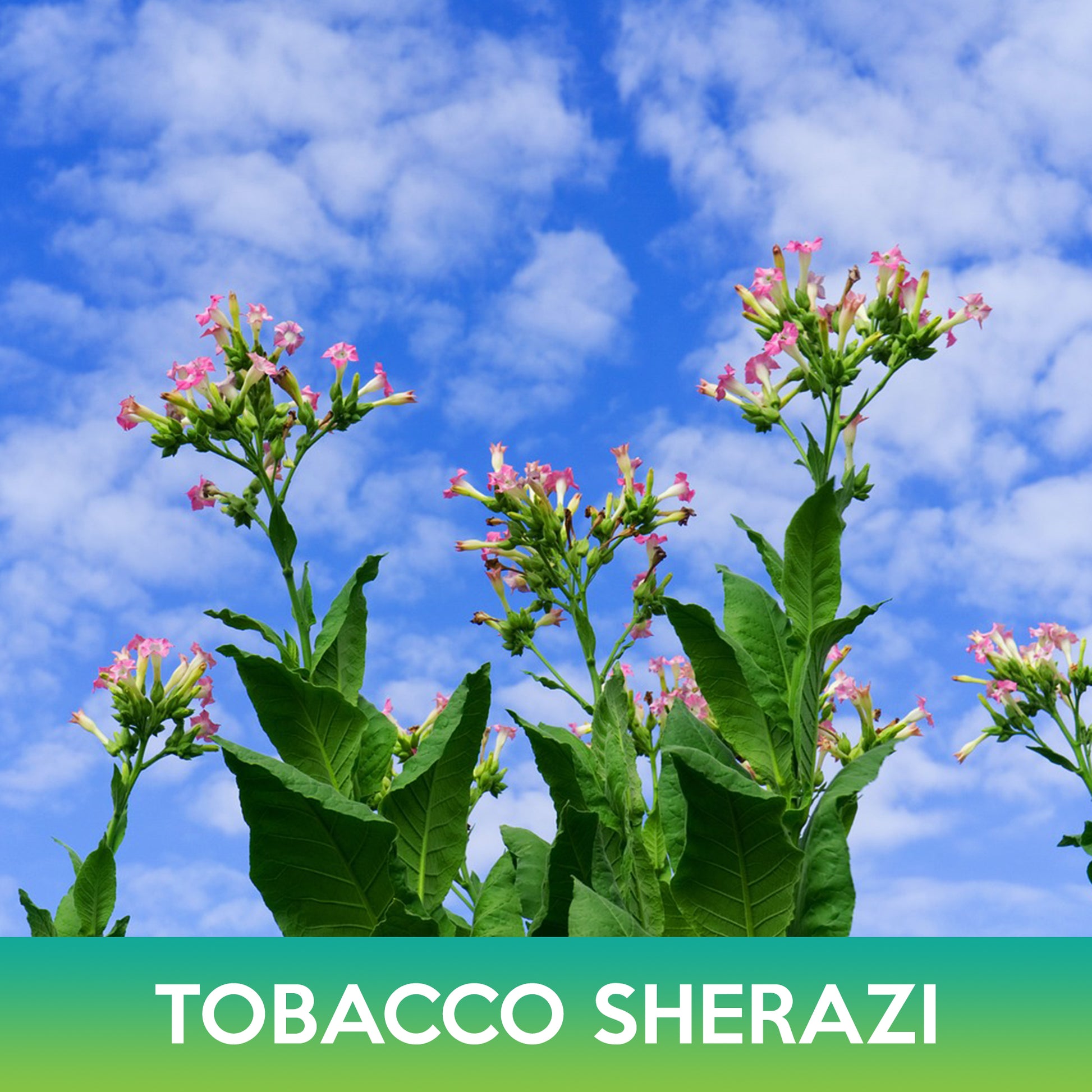 shirazi tobacco Seed Tobacco, Shirazi (Organic) - Adaptive