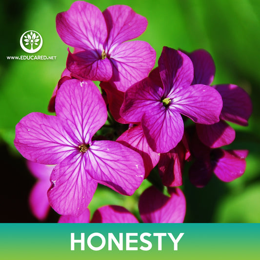 Annual Honesty Flower Seeds, Money Plant