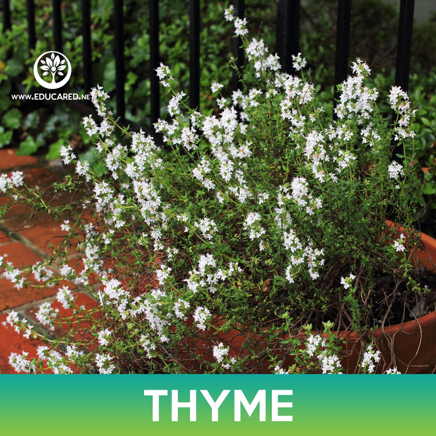 Thyme Seeds, Thymus vulgaris