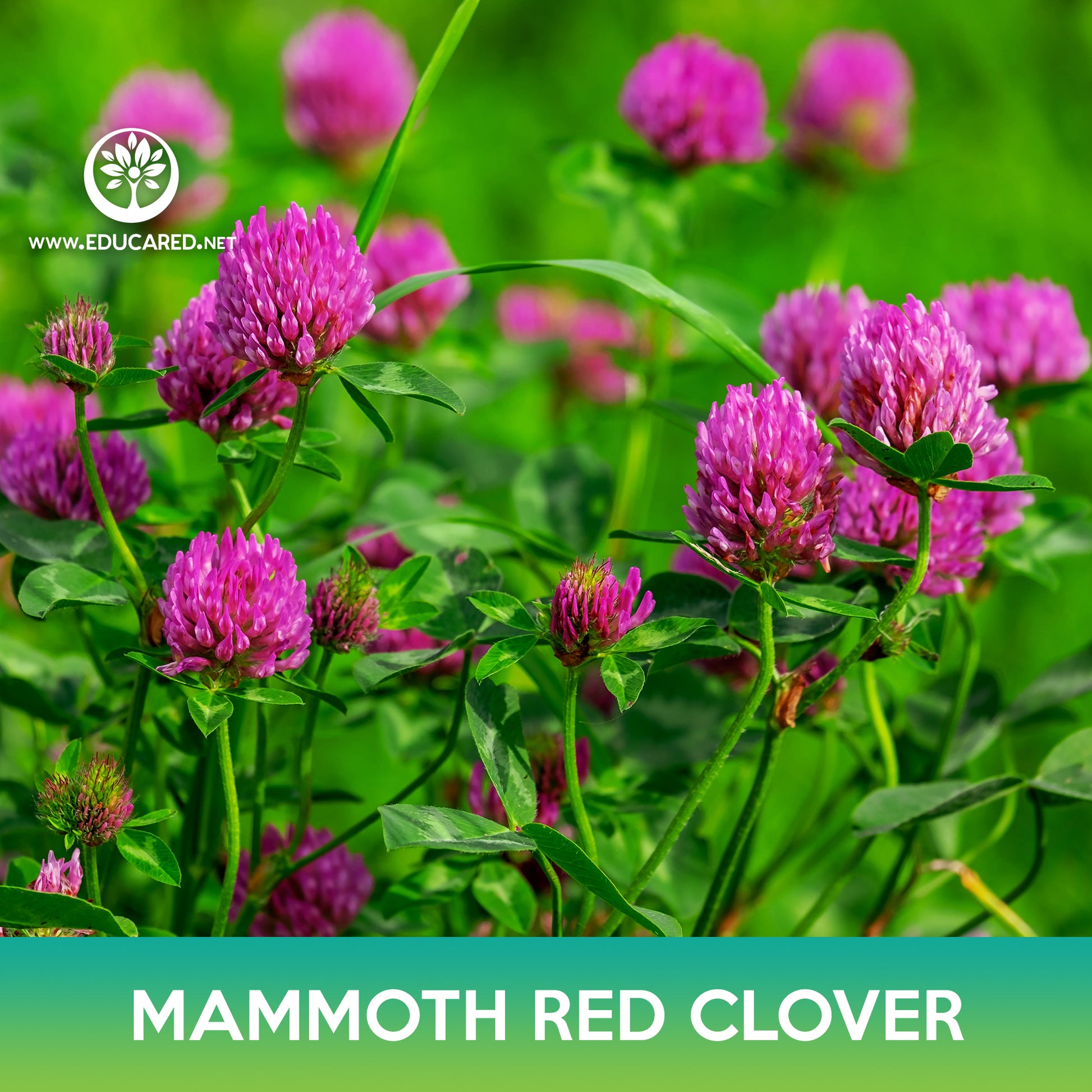 red clover seed planting Mammoth Red Clover Seeds – Educared
