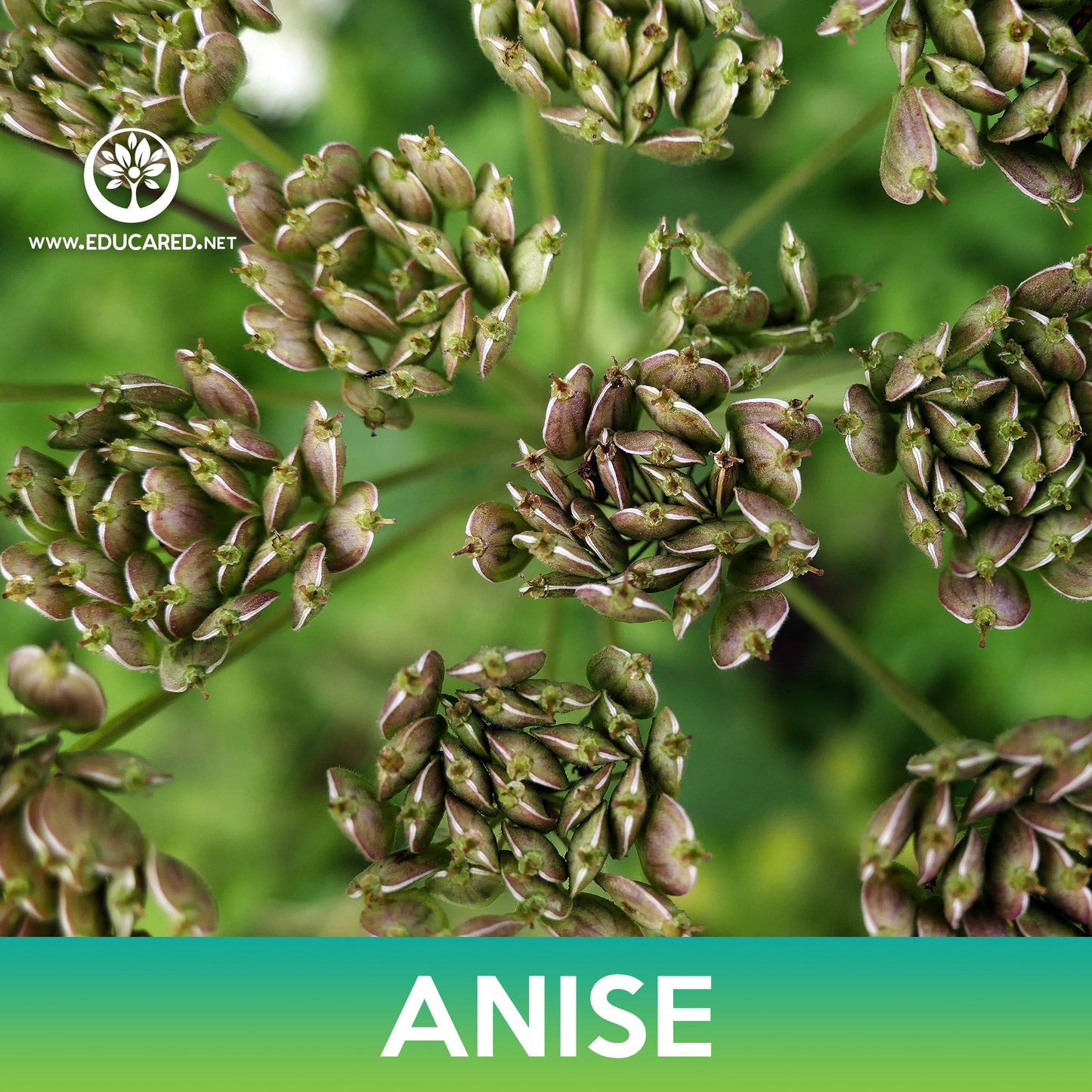 Anise Seeds, Pimpinella Anisum