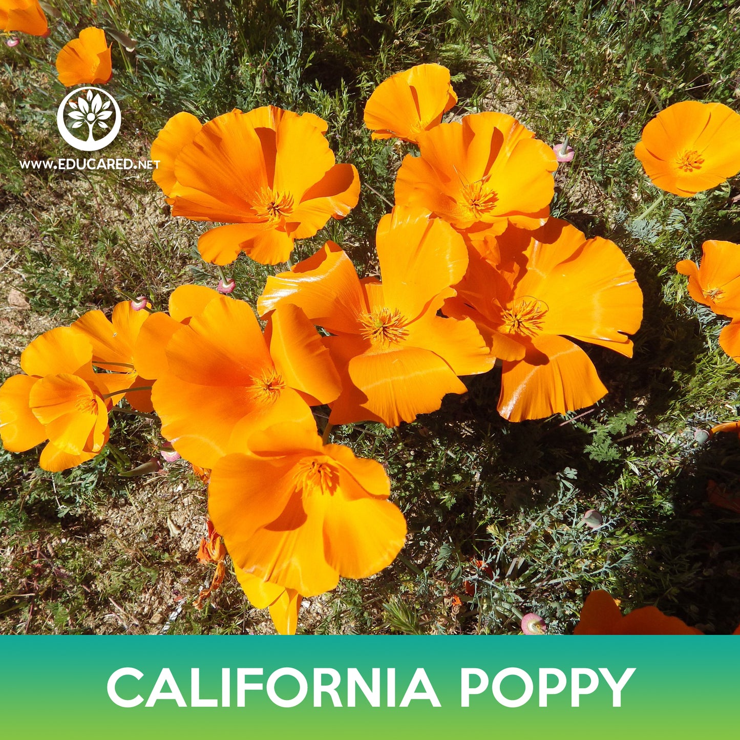 California Poppy Seeds, Eschscholzia californica
