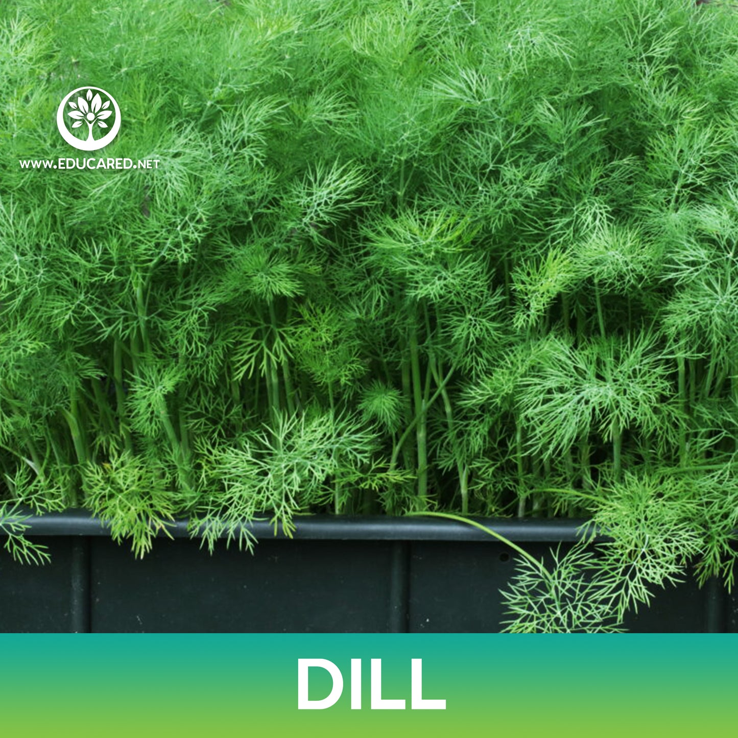 Dill Seeds