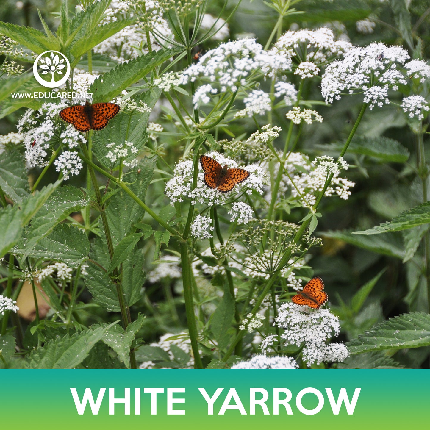 White Yarrow Seed, Achillea millefolium
