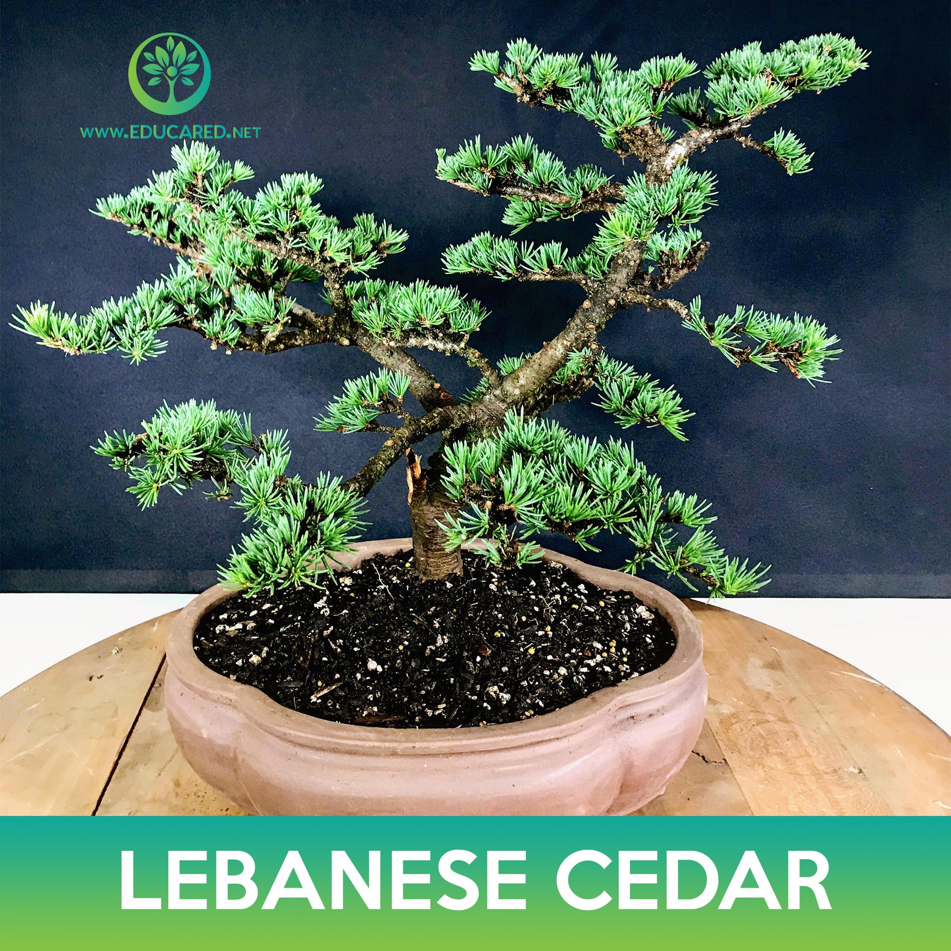 bonsai tree lebanon Lebanese Cedar Tree Seeds – Educared