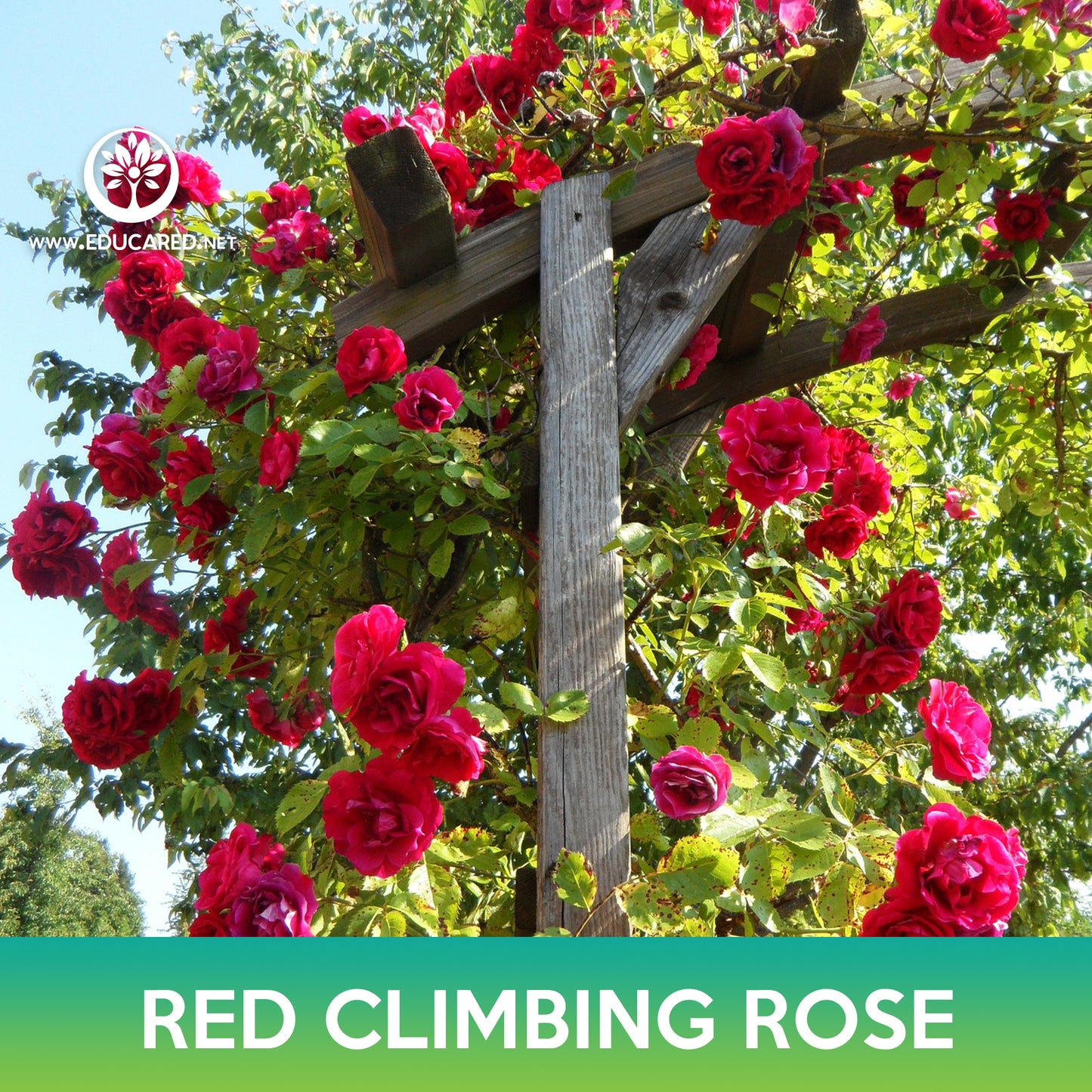 Red Climbing Rose Seeds