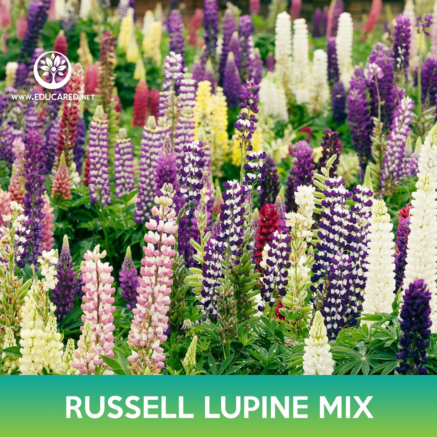 Russell Lupine Flower Mix Seeds