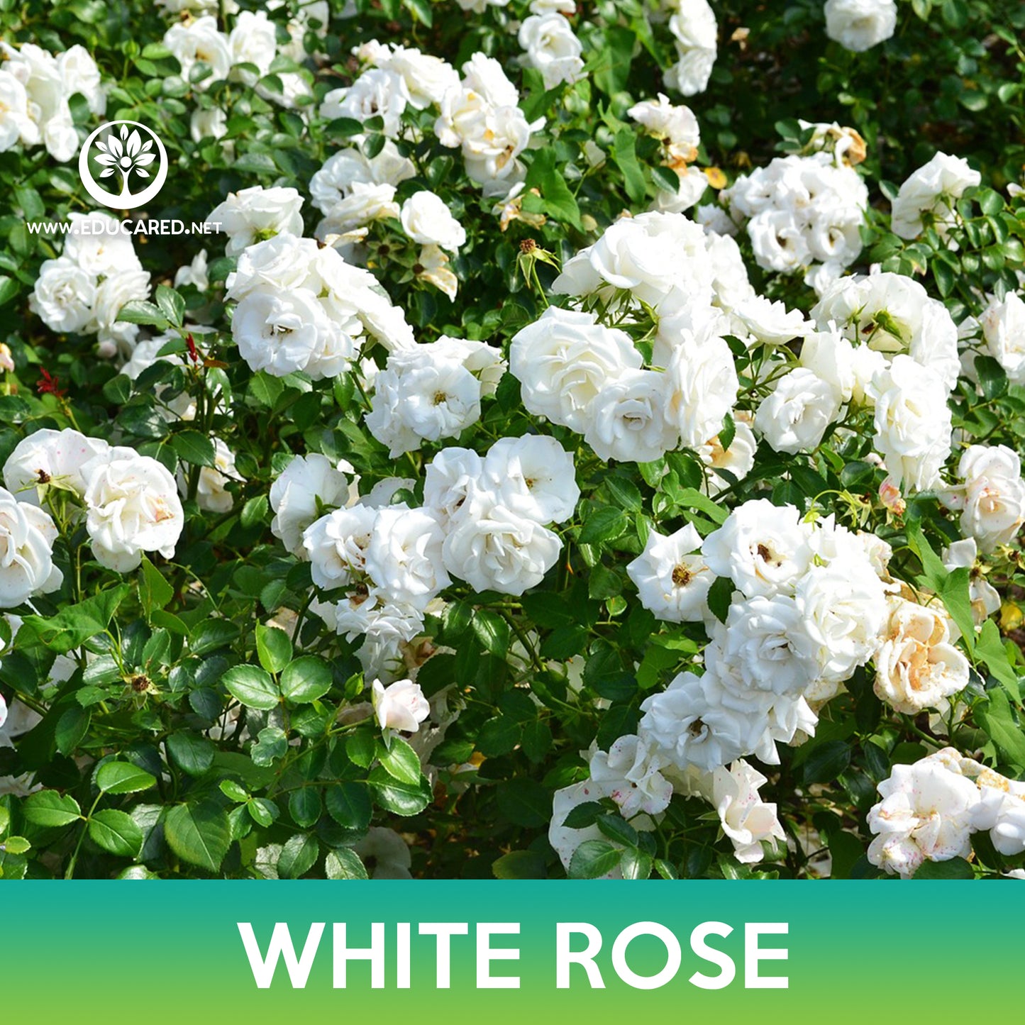White Rose Seeds