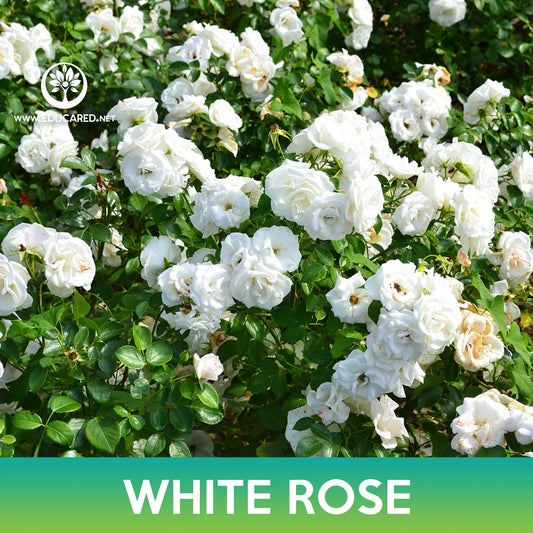 White Rose Seeds