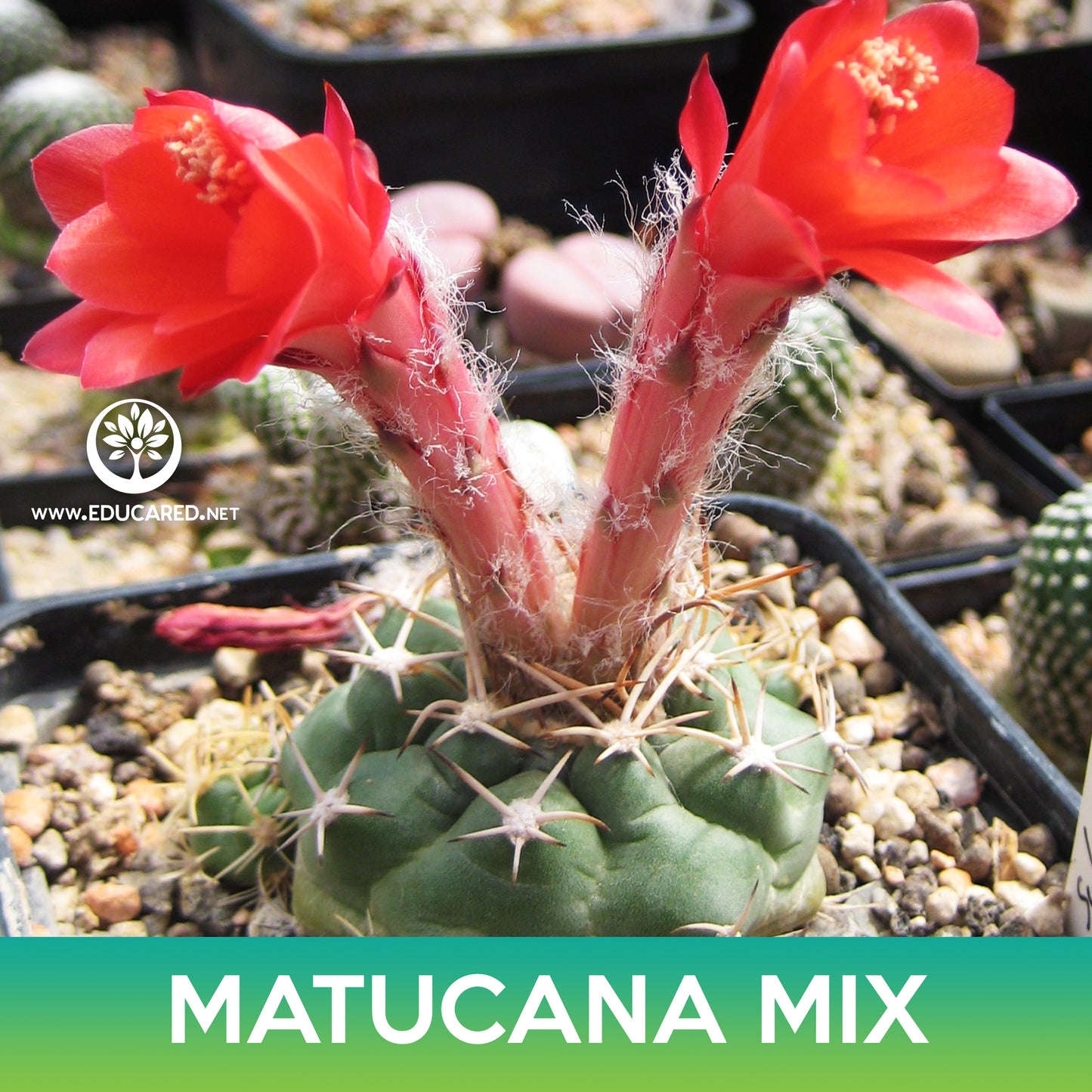 Matucana Cactus Mix Seeds