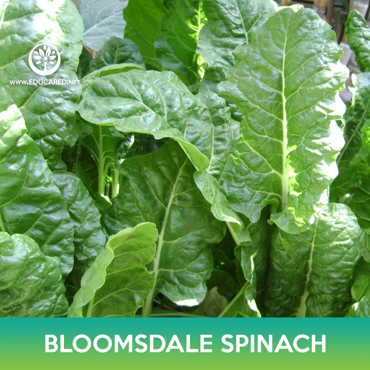 Bloomsdale Spinach Seeds