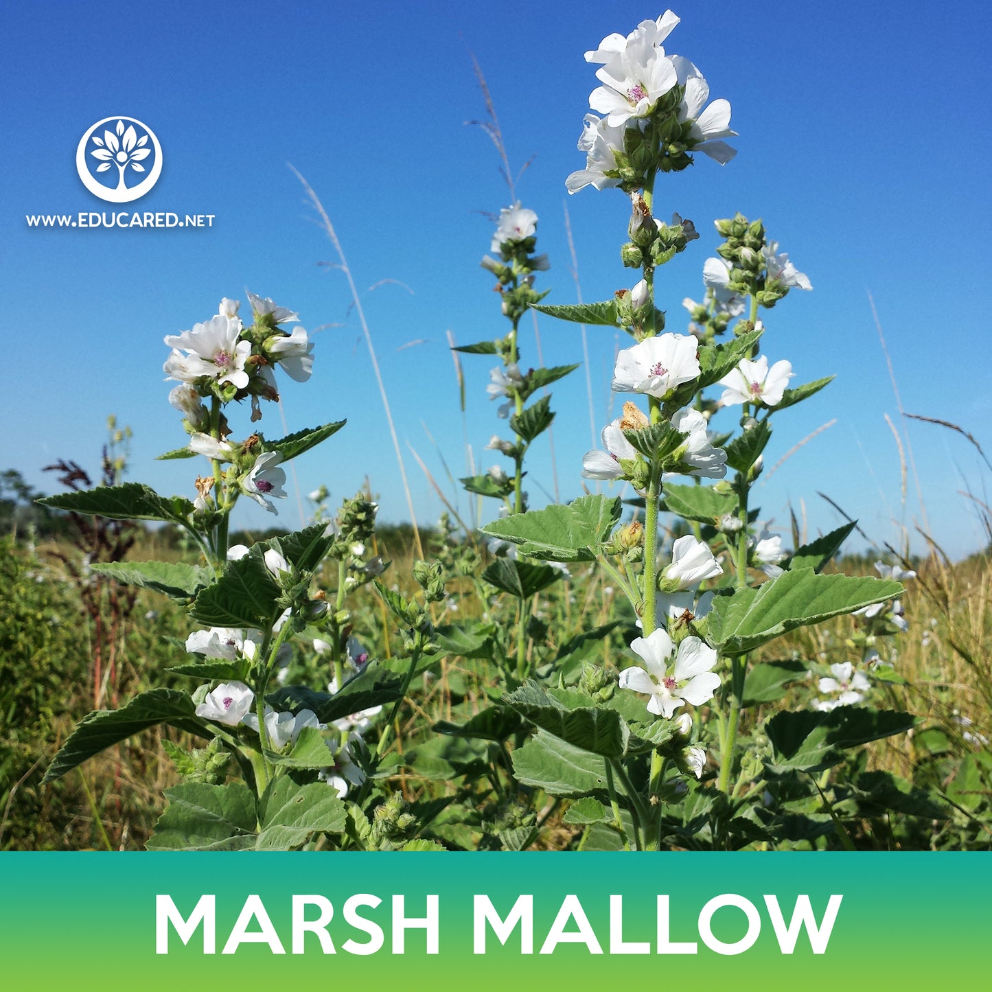 Marsh Mallow Seeds, Althaea officinalis