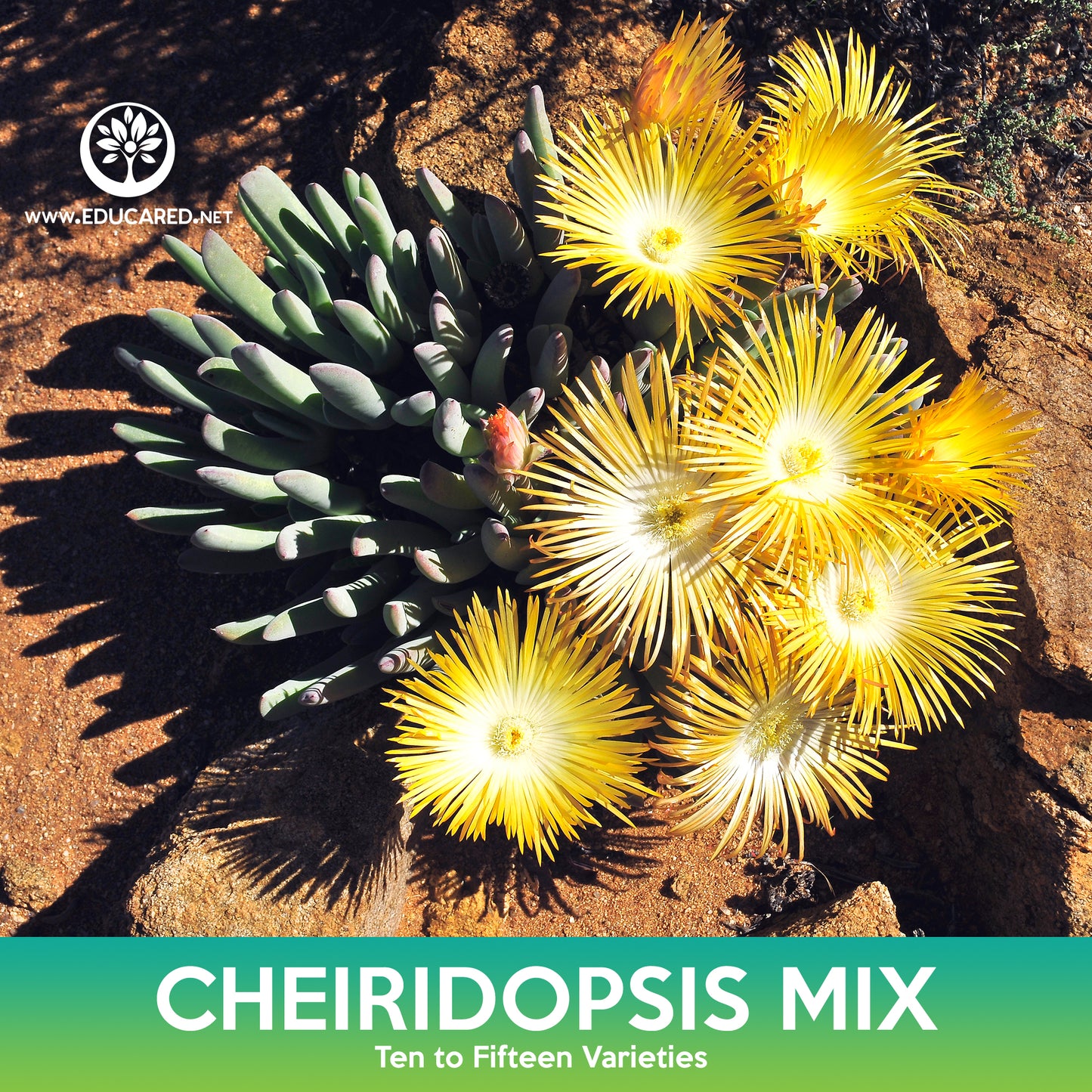 Cheiridopsis Succulent Mix Seeds