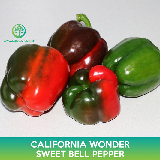 California Wonder Sweet Bell Pepper Seeds