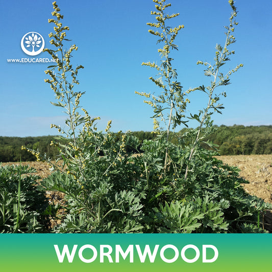Wormwood Seeds