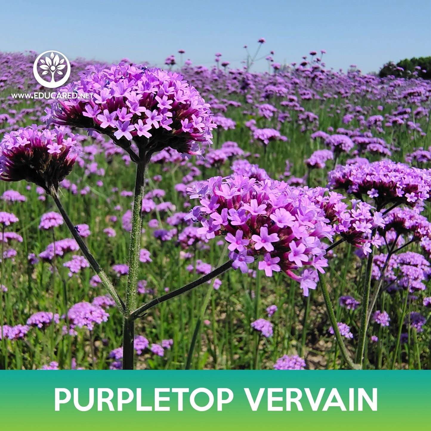 Purpletop Vervain Seeds, Brazilian Vervain, Verbena bonariensis