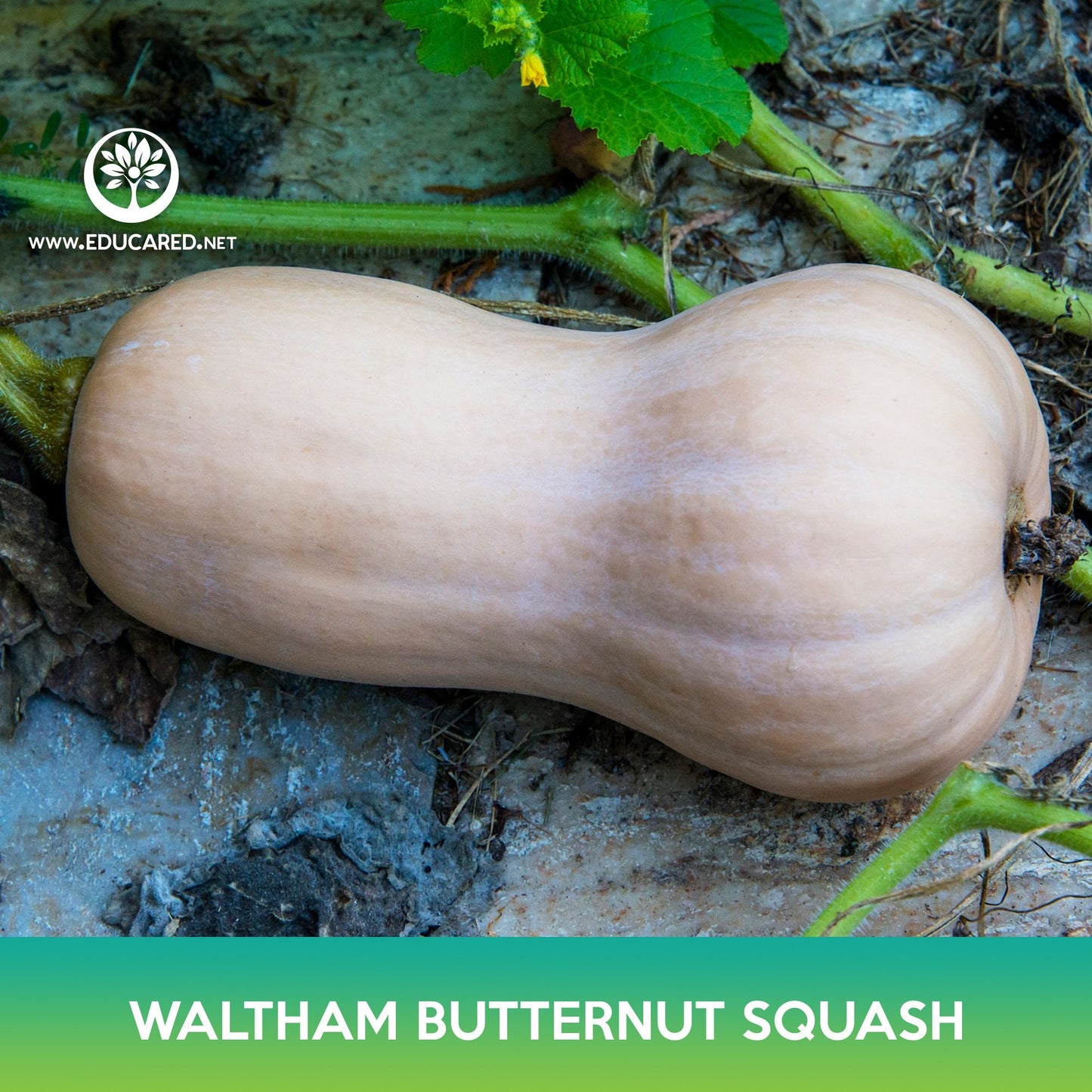 Waltham Butternut Squash Seeds, Cucurbita moschata