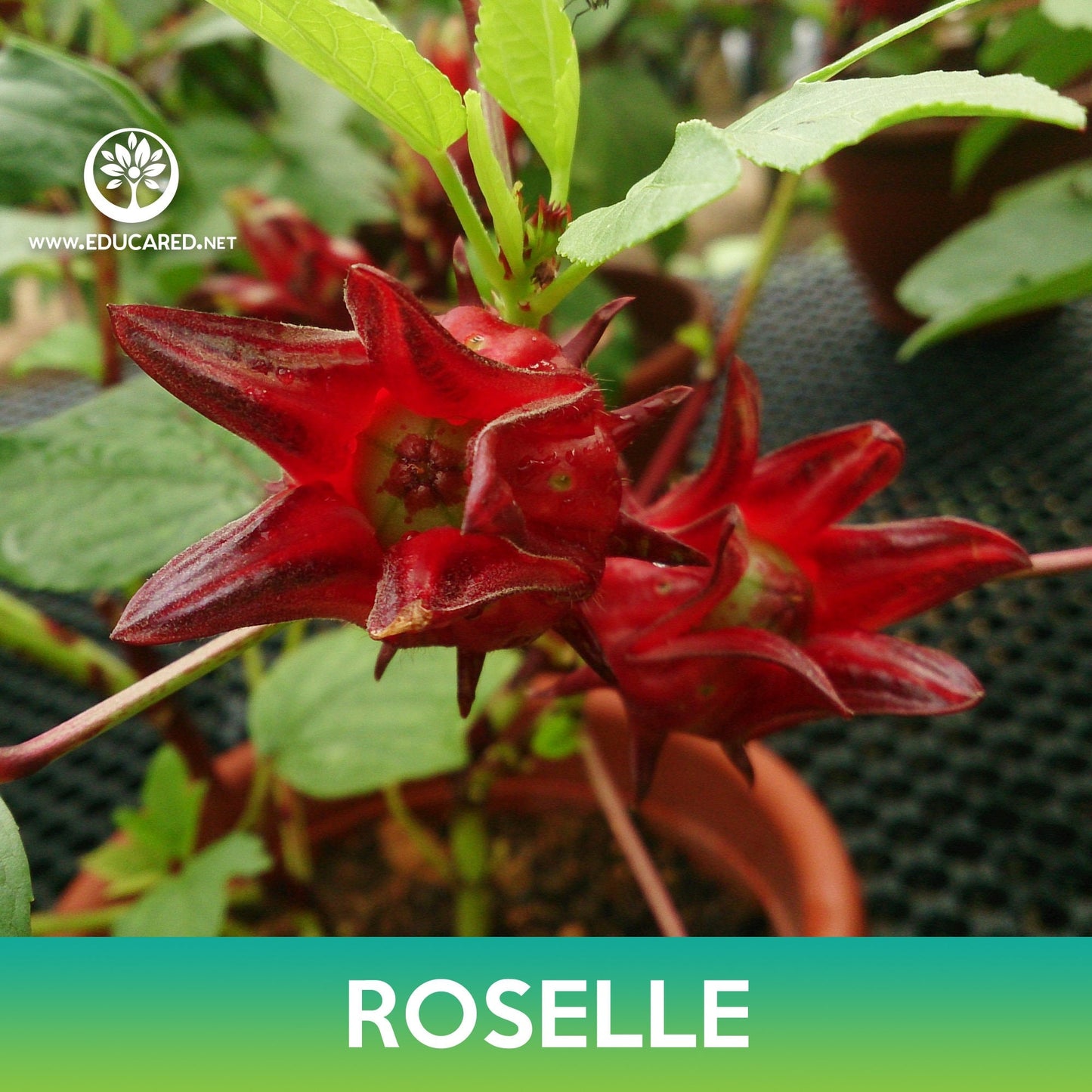 Roselle Seeds, Asian Sour Leaf, Hibiscus sabdariffa