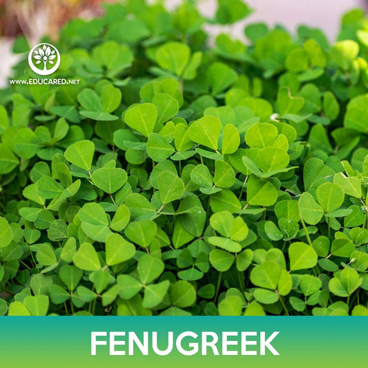 Fenugreek Seeds
