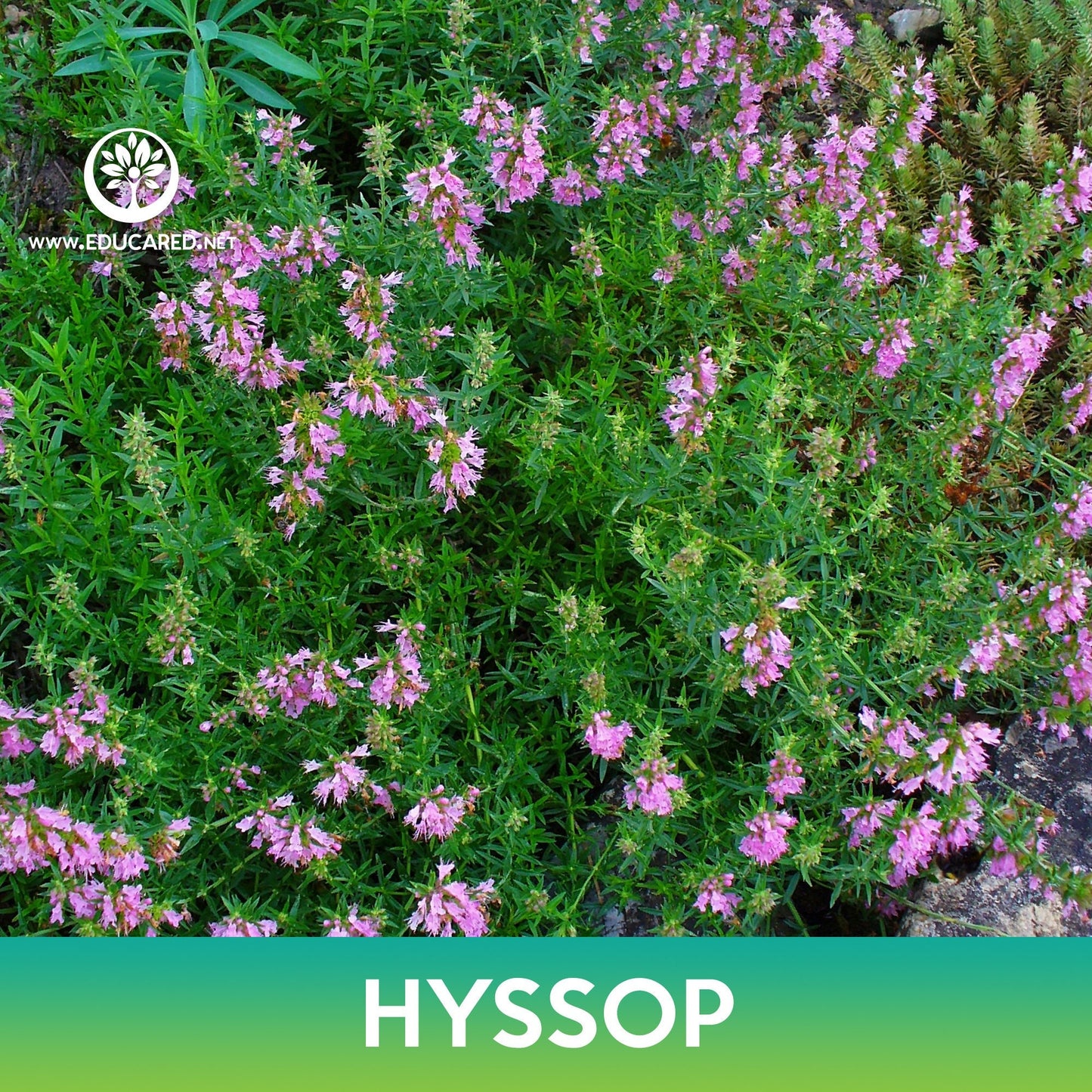 Hyssop Seeds, Hyssopus officinalis
