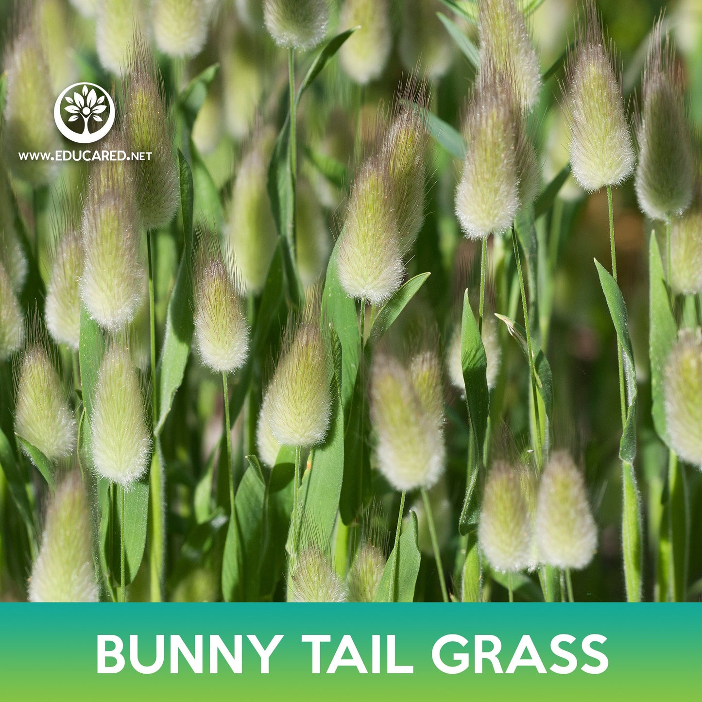Bunny Tail Grass Seeds, Lagurus ovatus