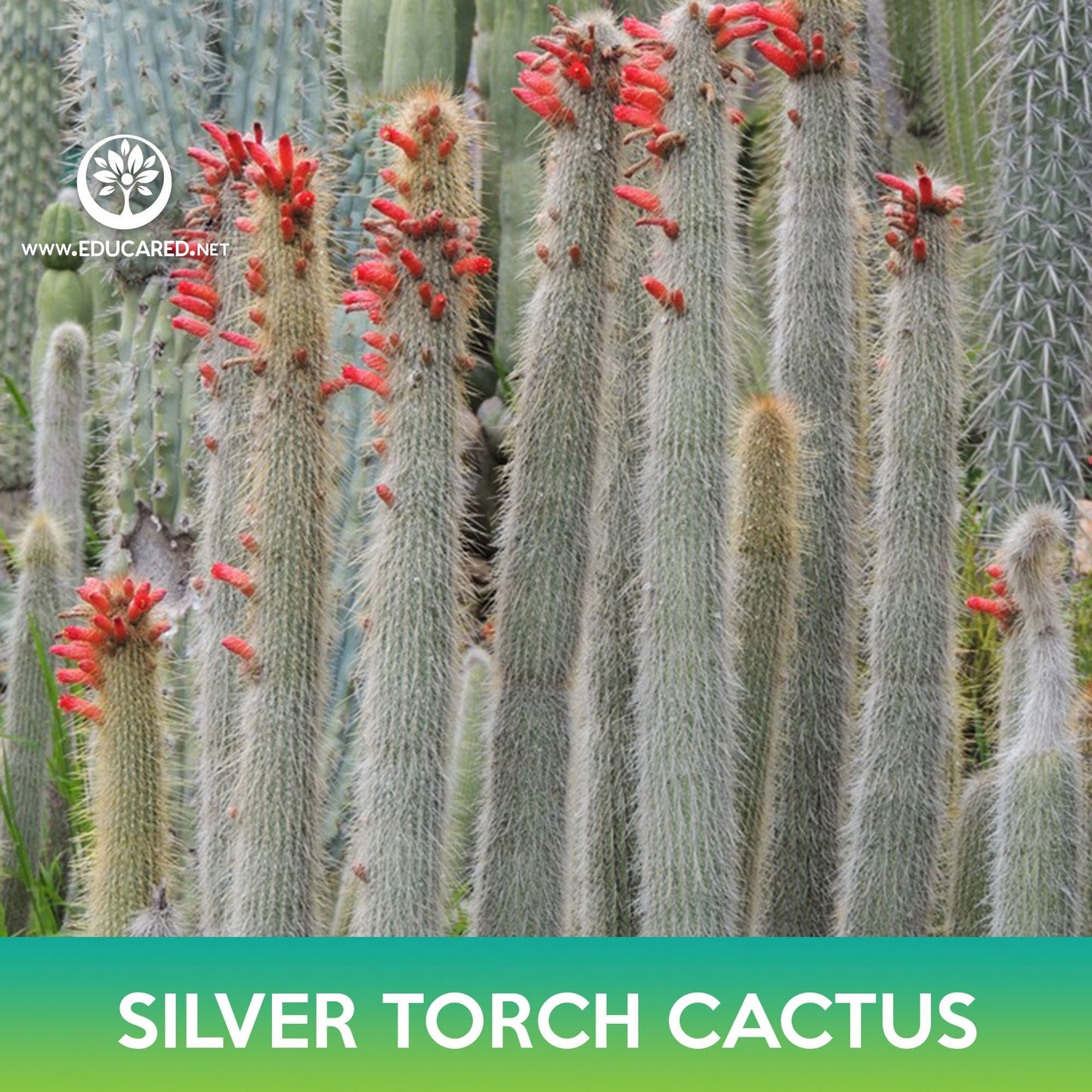 Silver Torch Cactus Seeds, Wooly Torch, Cleistocactus strausii