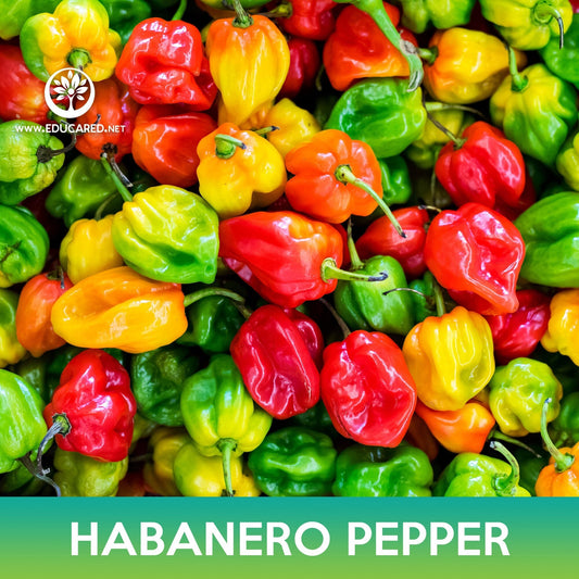 Habanero Pepper Seeds, Capsicum chinense