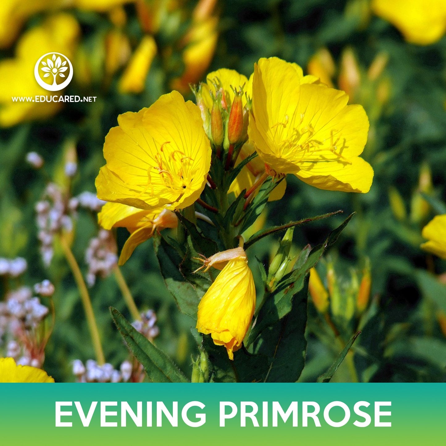 Evening Primrose Flower Seeds, Oenothera glazioviana